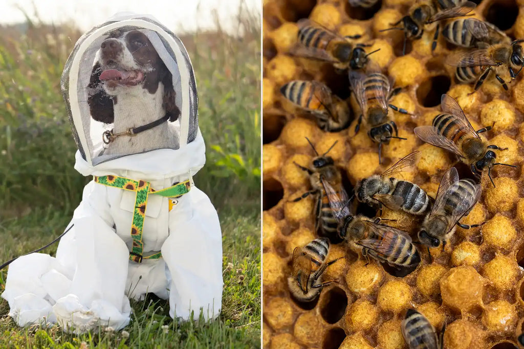 This Dog Assists with Bee Conservation — and Ev...