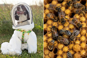 This Dog Assists with Bee Conservation — and Ev...