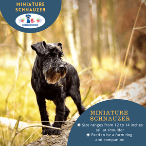 Miniature Schnauzer: The Proud and Brave