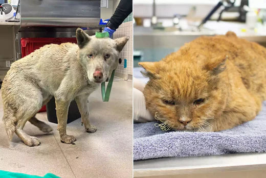 Pasadena Shelter Takes in Over 300 Pets Displaced by L.A. Fires, Including Cats and Dogs 'Covered in Burns'