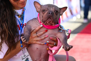 Bulldog Named Petunia Crowned the ‘World’s Ugli...