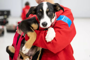 Rescue Flight Saves 75 Homeless Pets and Flies Them to Their New Families on New Year's Eve