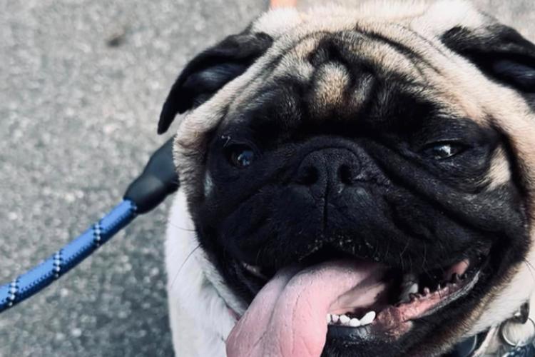 Midwest Pet Event: Plymouth Fall Festival