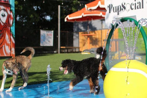 Midwest Pet Event: Pupsocial Summer Splash Fest