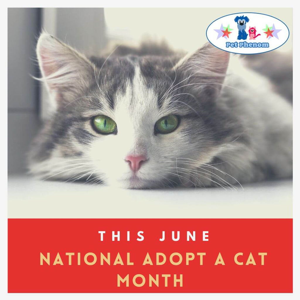 Finding Feline Love: Celebrating National Adopt a Cat Month