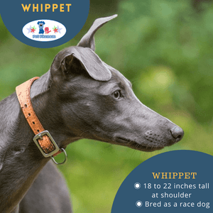 Whippet: The Lightning Rag Dog