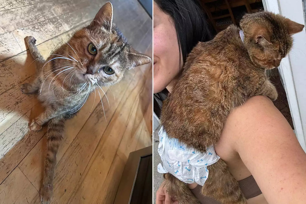 Couple Gives Paraplegic Cat a New Life After Sh...