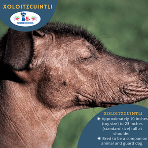 Xoloitzcuintli: The First Dog of the Americas