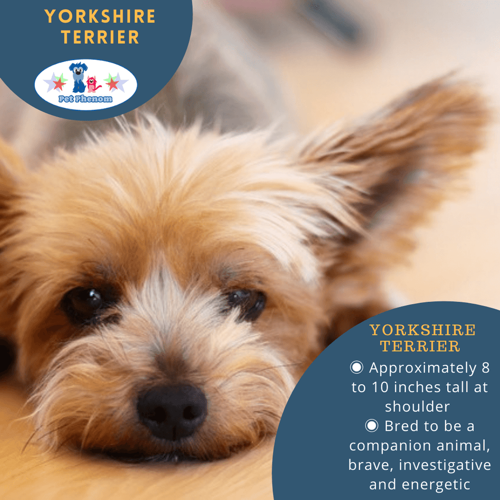 Yorkshire Terrier: Big Personality in a Small Package