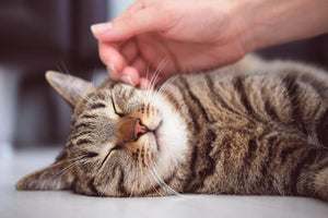 Cat Missing 13 Years Returns Home Just in Time ...