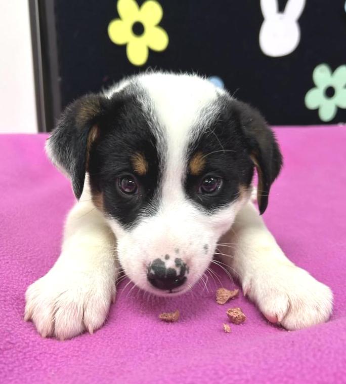 Help Bunny find a forever home!