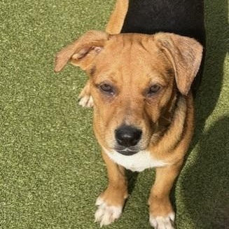 Help CHATHAM find a forever home!