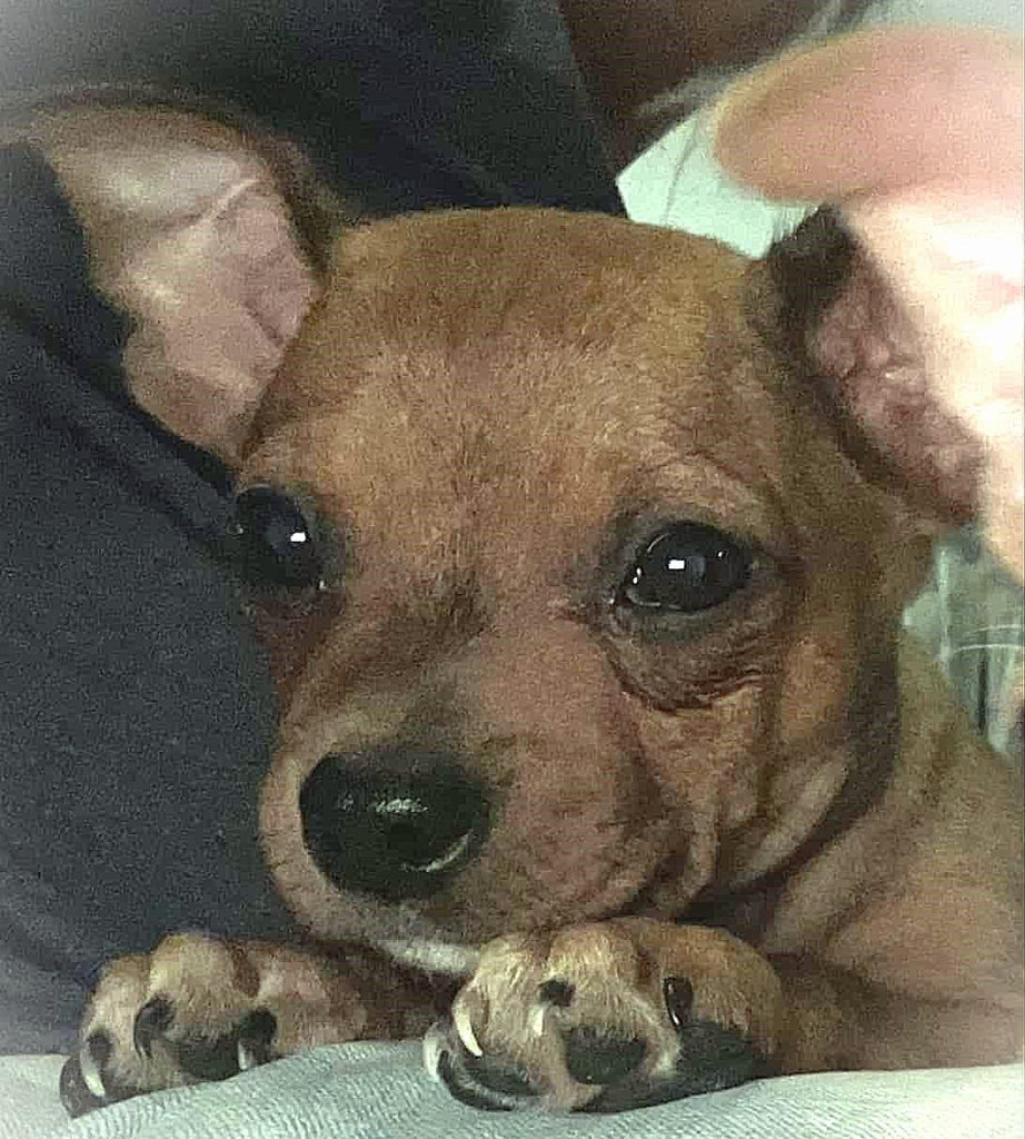 Help Simon find a forever home!