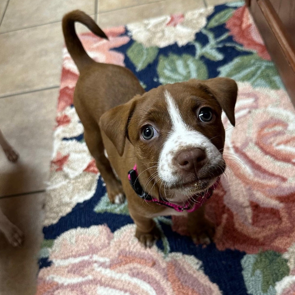 Help Pippa find a forever home!