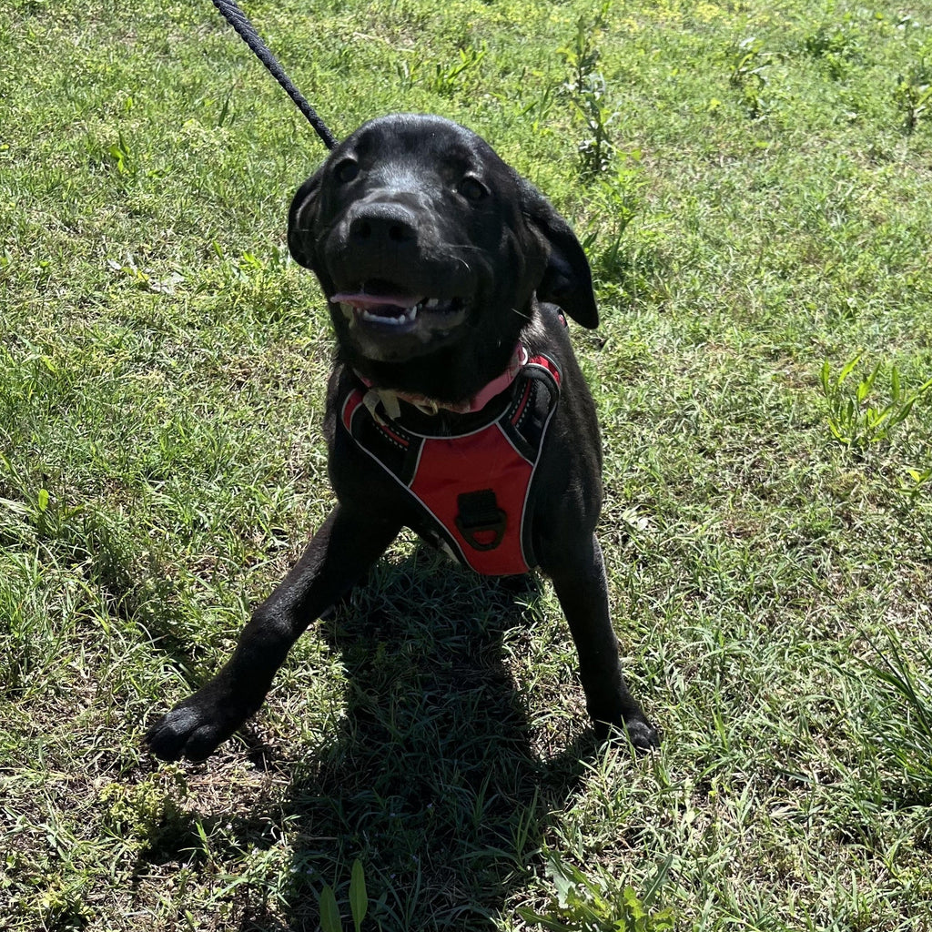 Help Pepper Girl find a forever home!