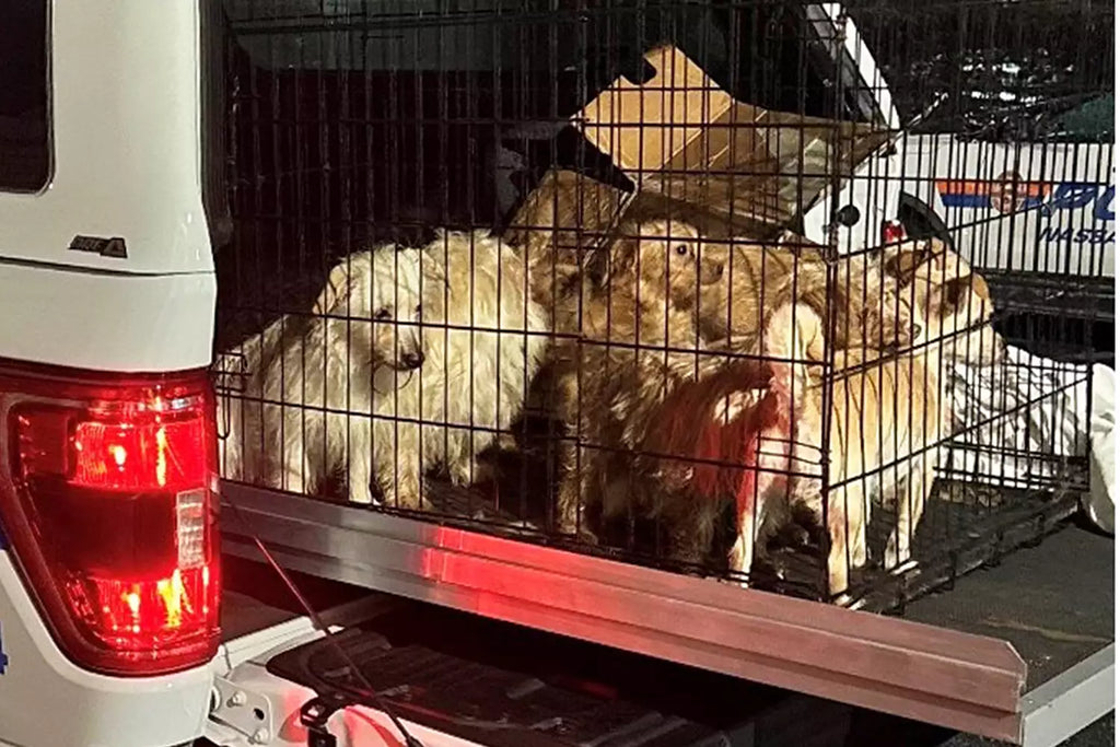 Rescue Saves 14 Puppies Tightly Packed in Tiny Cage Dumped in N.Y. Alley
