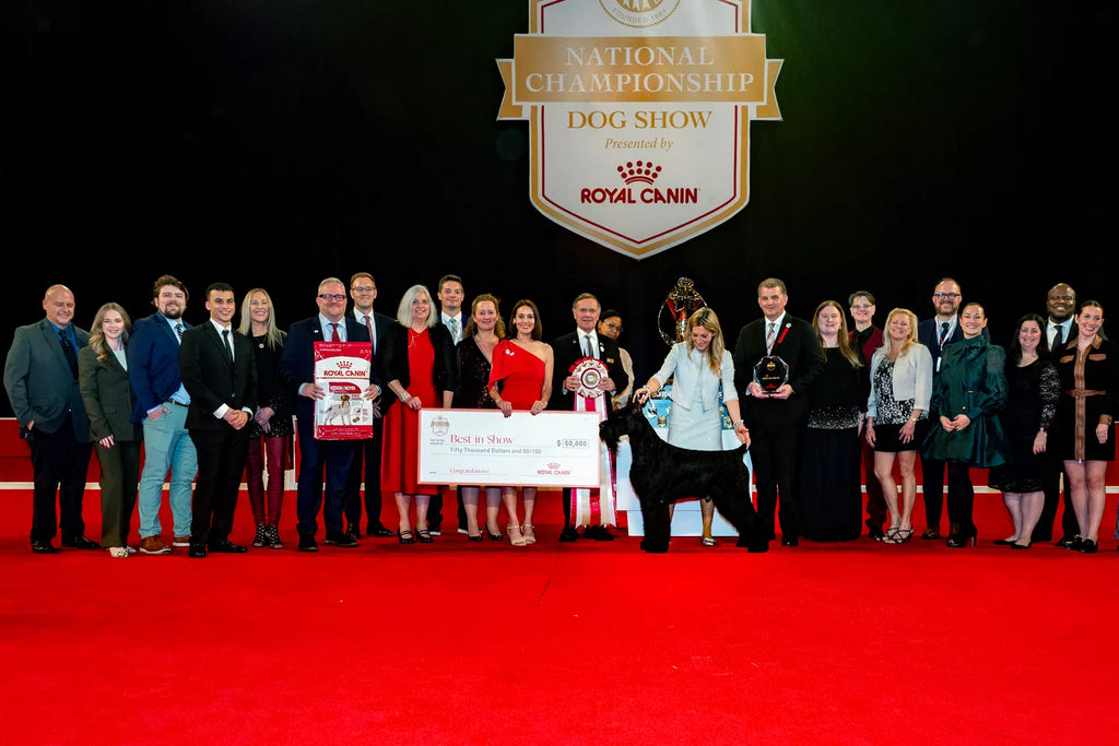 Monty the Giant Schnauzer Wins Best in Show at the 2024 AKC National Championship