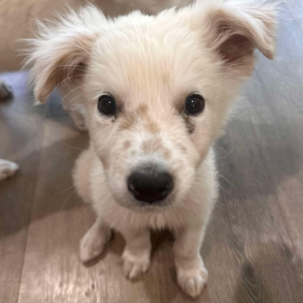 Help Lil Louis find a forever home!