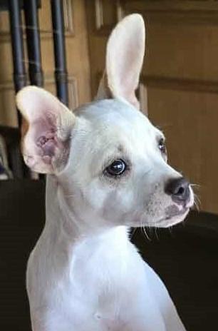 Help Bailey find a forever home!