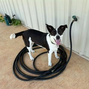 Help Nova find a forever home!