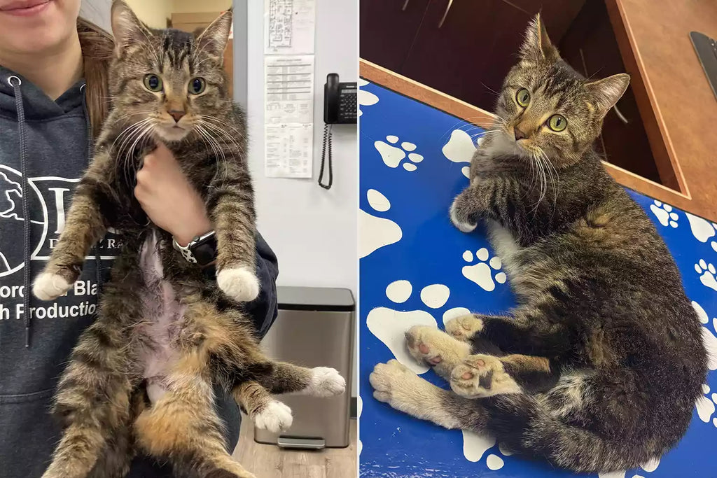 Animal Rescue Ends Up with Its 'Most Memorable ...