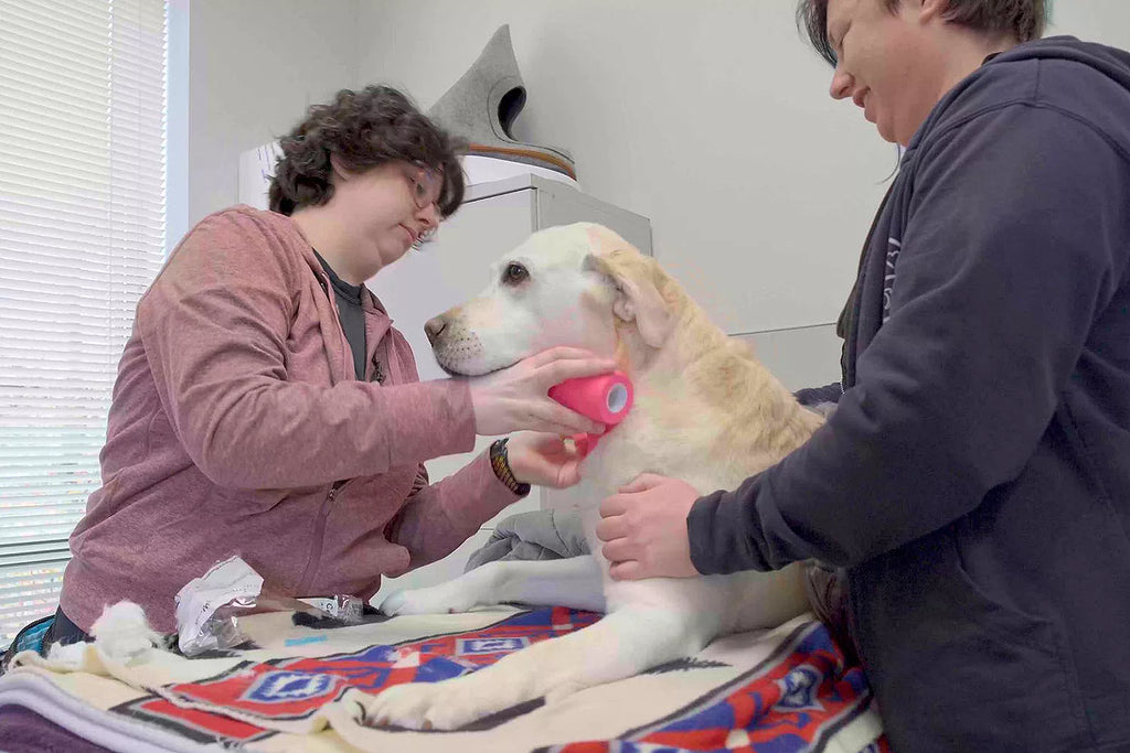 Superhero Therapy Dog Provides Emergency Blood ...