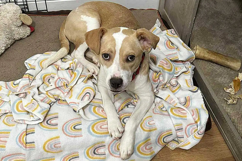 Woman Who's Fostered Nearly 60 Pets Takes in Fe...