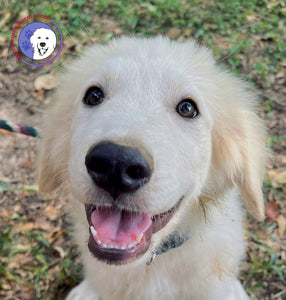 Help Timothy find a forever home!