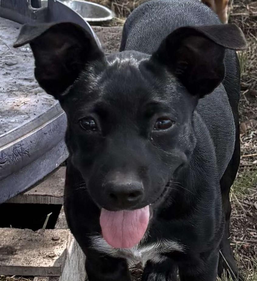 Help Daisy find a forever home!
