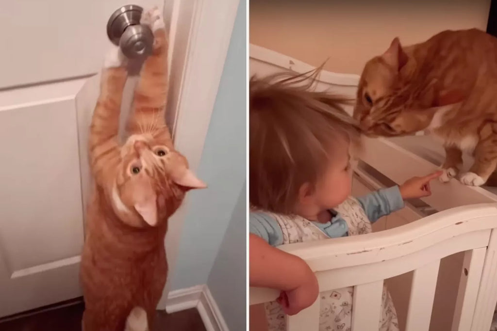 Affectionate Orange Cat Begs to Be Part of Baby's Morning Routine Each Day — Watch!