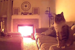 Couple's Cat Sets Off Their Security Camera. Wh...