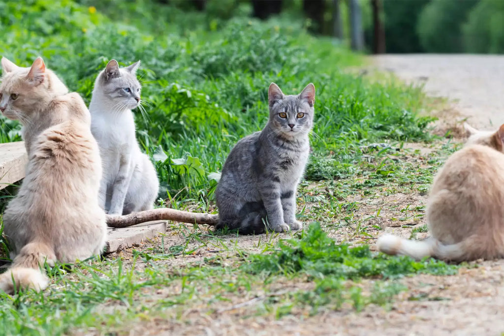 30 Cats Found 'Abandoned' on the Side of N.Y. R...