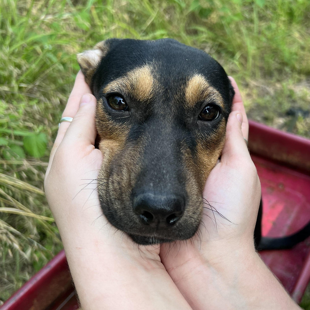 Help Lana find a forever home!