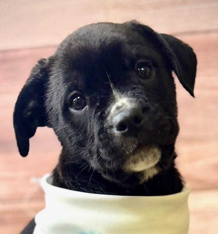 Help Rocky find a forever home!