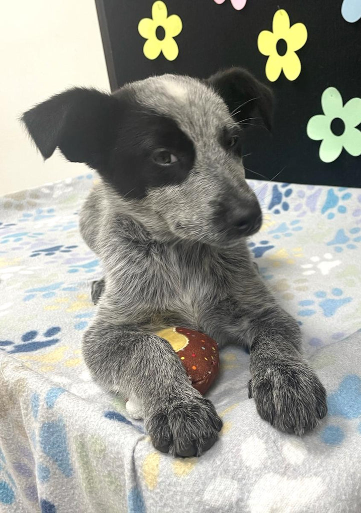 Help Cosmo find a forever home!