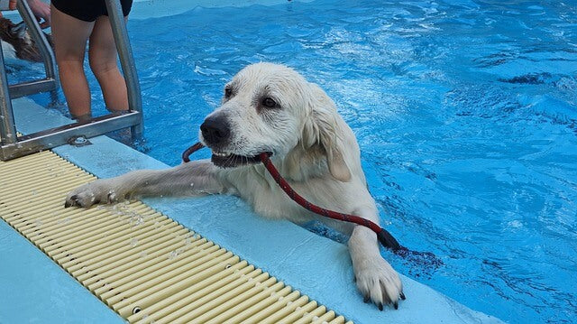 Do you have a pool or a boat but don't know how to get your pup out of the water?