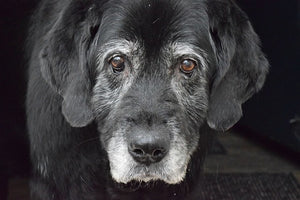 Celebrate National Senior Pet Month this November!