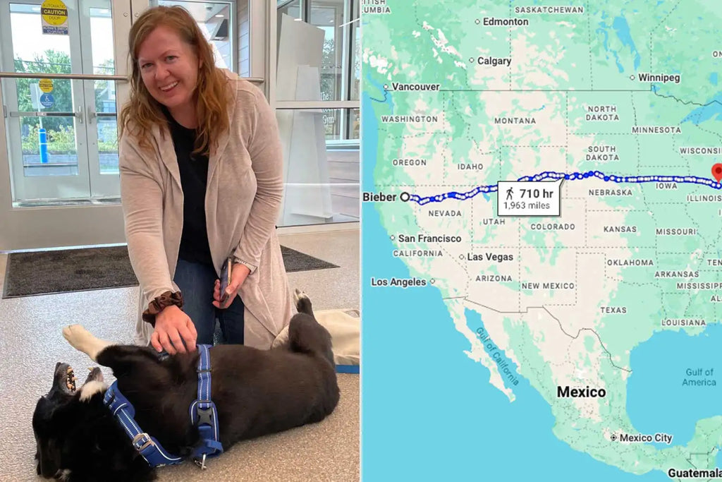 A Dog Disappeared During a Storm. 3 Months Late...