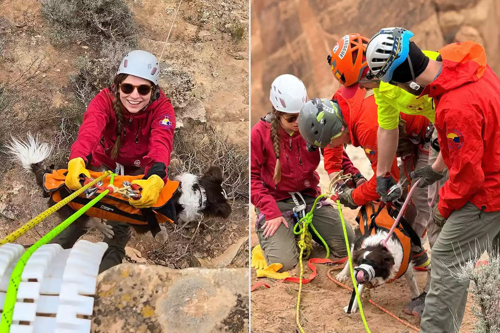 Terrified Dog Saved by Rescue Workers After Fal...