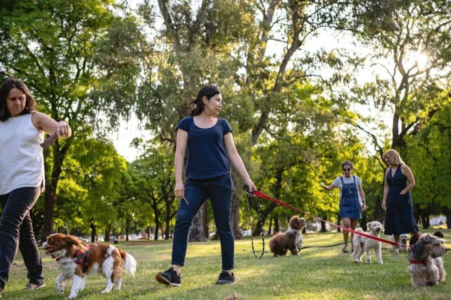 🐾 Book Paw-ty: A Tail-Wagging Literary Adventure - September 13th, 2025