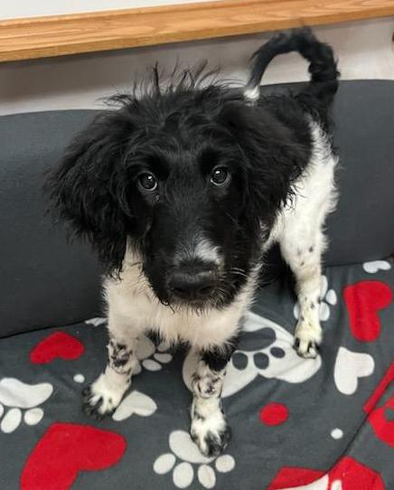 Help Rosita find a forever home!