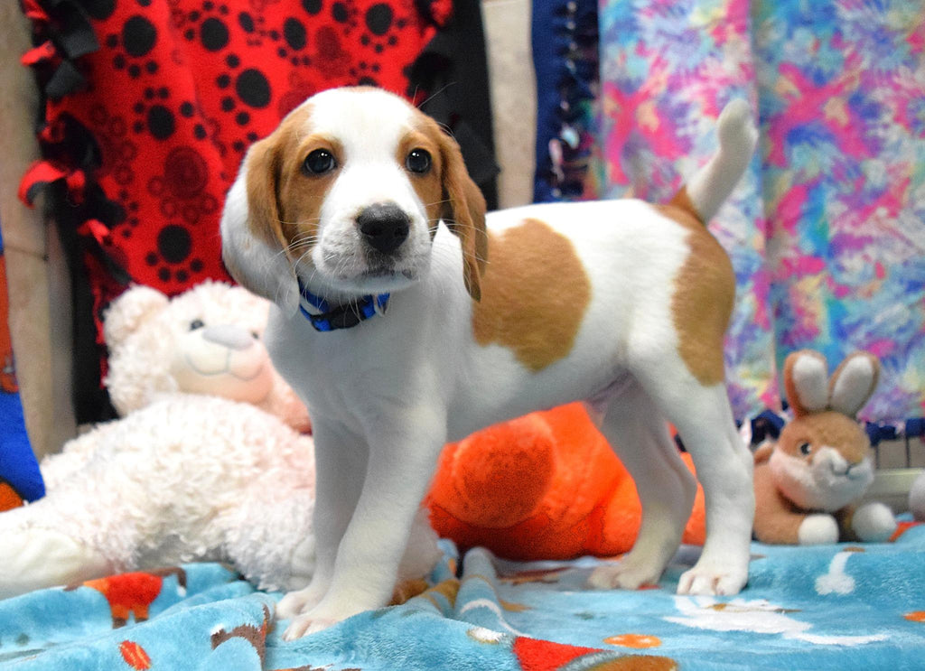 Help Boyd find a forever home!