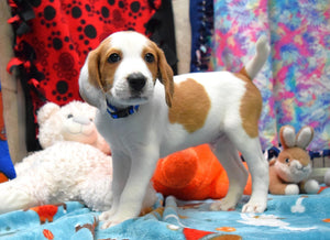 Help Boyd find a forever home!