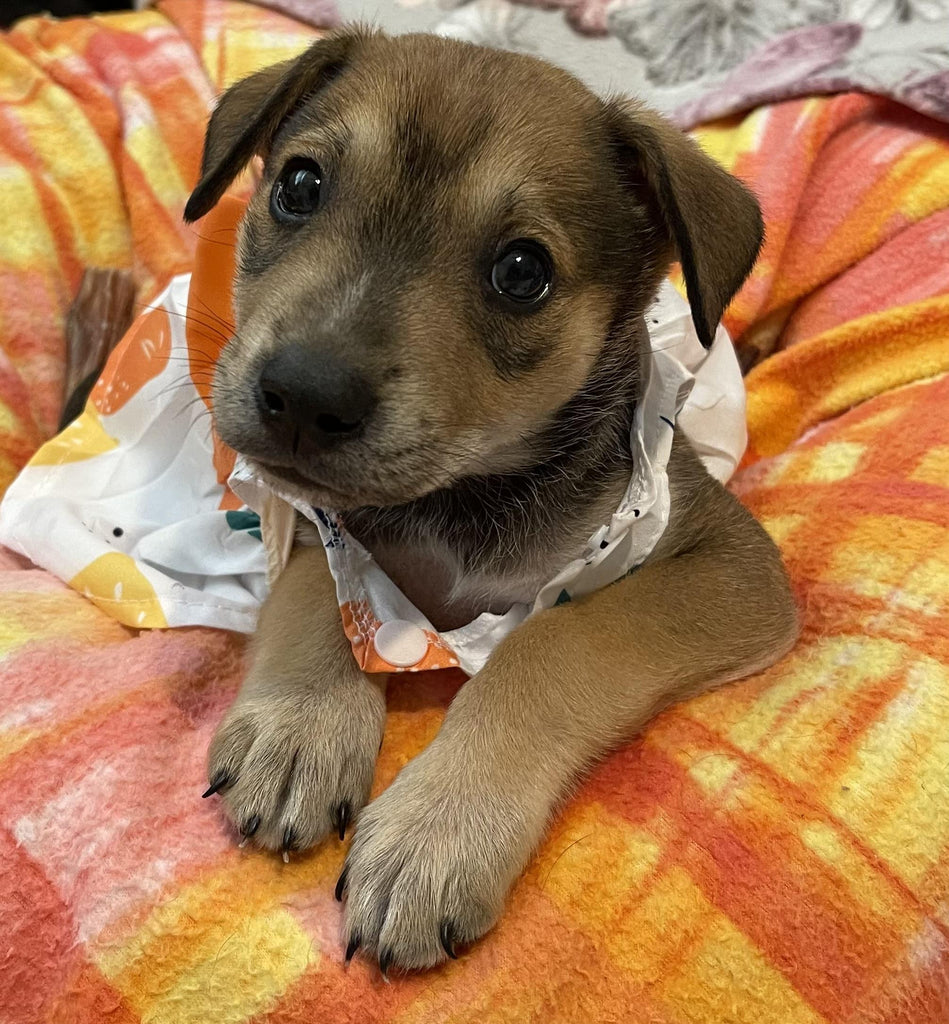 Help Nairobi find a forever home!