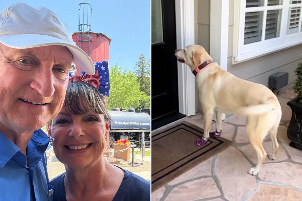 Labrador Runs to Her Neighbor’s House Every Day...