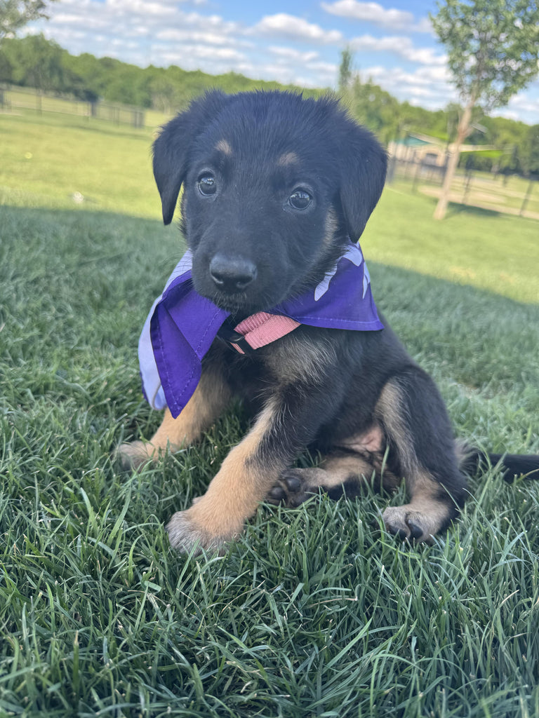 Help Luna find a forever home!