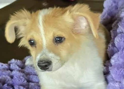Help Tito find a forever home!