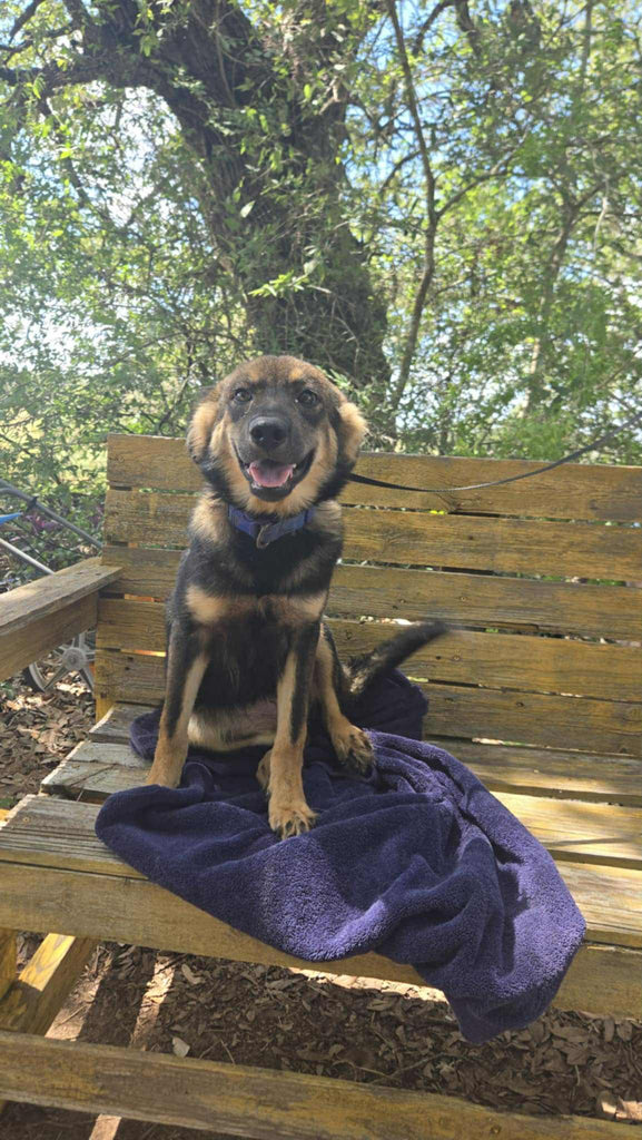 Help Buttercup find a forever home!