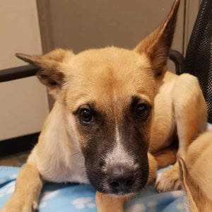 Help Tanner find a forever home!