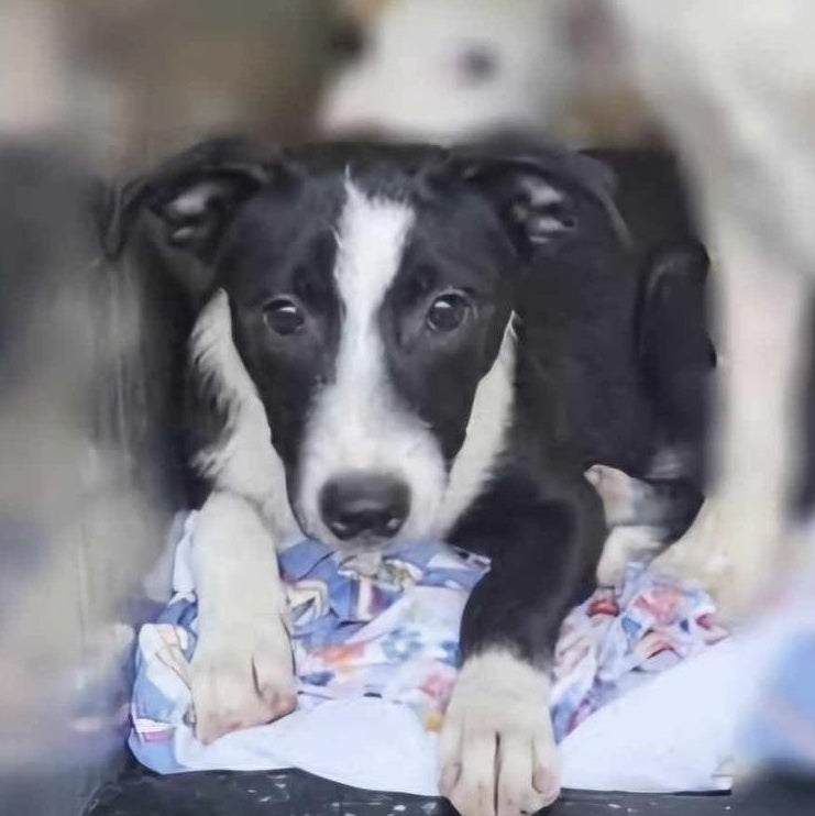 Help Jack find a forever home!